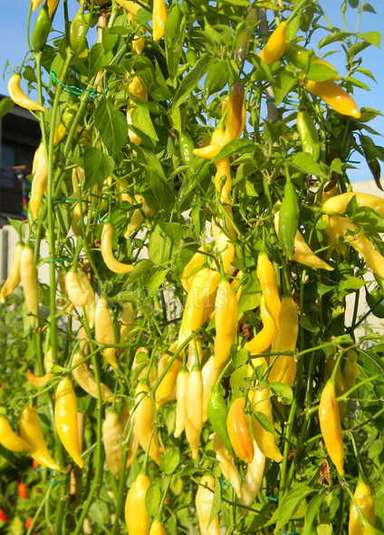 Aji Pineapple Chilli Seeds Image by Chillies on the Web