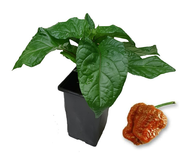 Trinidad Scorpion Caramel 9cm Chilli Plant Image by CHILLIESontheWEB