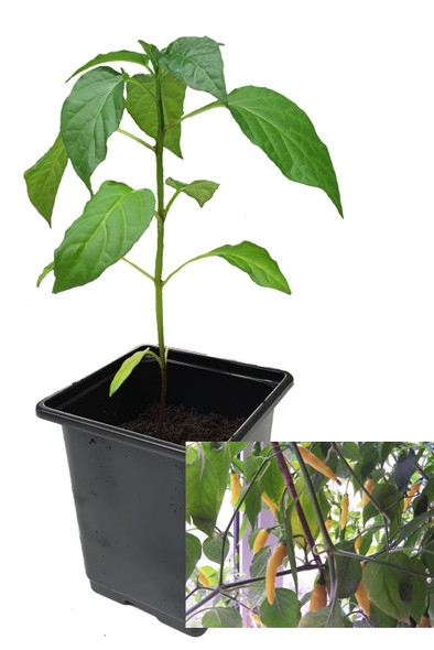 Aji Lemon 9cm Chilli Plants Image by CHILLIESontheWEB