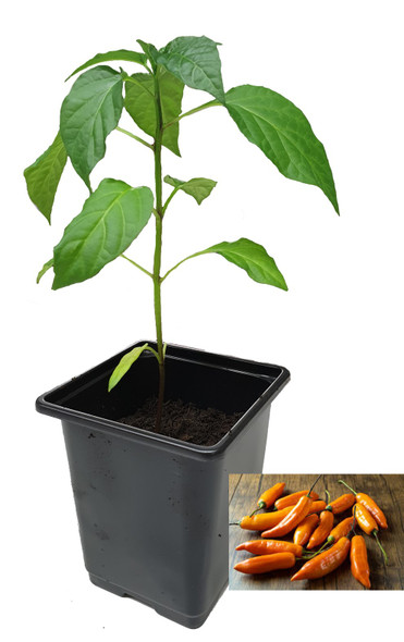 Aji Amarillo 9cm Chilli Plant Image by CHILLIESontheWEB