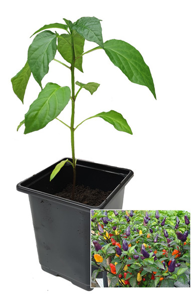 Roxi 9cm Chilli Plant Image by CHILLIESontheWEB