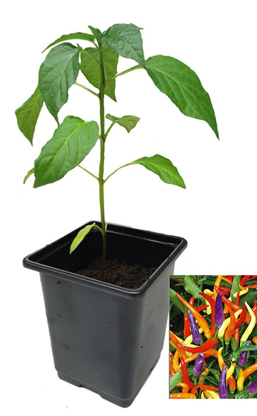 Eureka 9cm Chilli Plant Image by CHILLIESontheWEB