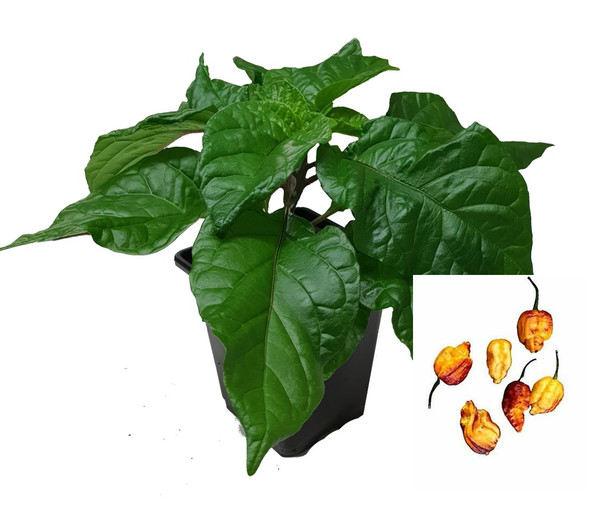 Pockmark Orange 9cm Chilli Plant Image by CHILLIESontheWEB