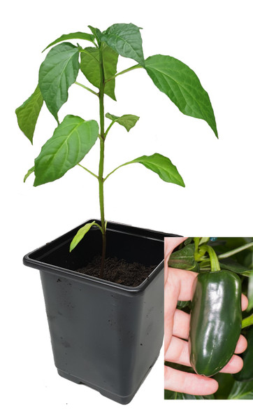 JalapA Jalapeno 9cm Chilli Plant Image by CHILLIESontheWEB