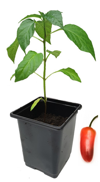 Jalapeno Billy Biker 9cm Chilli Plant Image by CHILLIESontheWEB