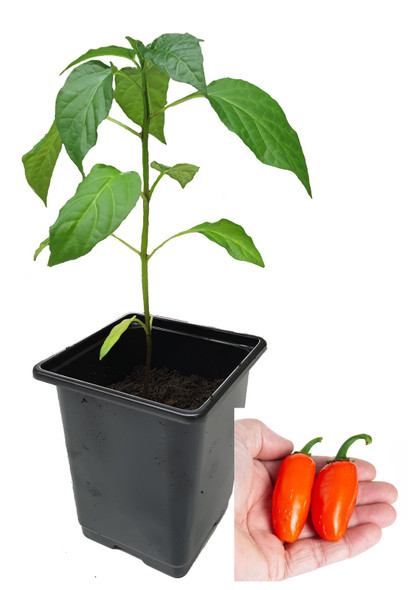 Jalapeno Orange Spice 9cm Chilli Plant Image by CHILLIESontheWEB