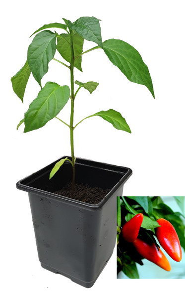 Aji Camba 9cm Chilli Plant Image by CHILLIESontheWEB