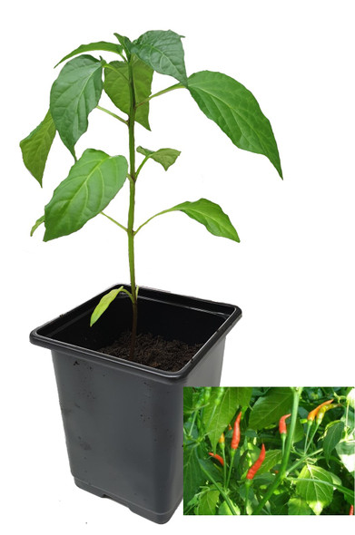 Birdseye African Long 9cm Chilli Plant Image by CHILLIESontheWEB