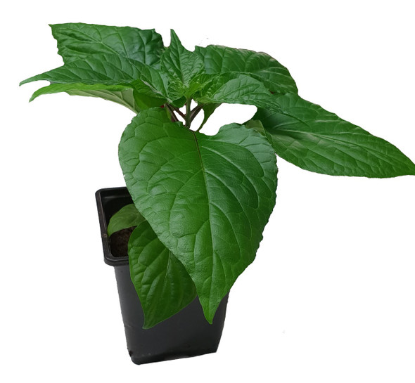 Devils Brain Chocolate 9cm Chilli Plant Image by CHILLIESontheWEB