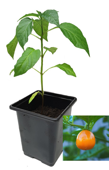 Aji Jobita 9cm Chilli Plant Image by CHILLIESontheWEB