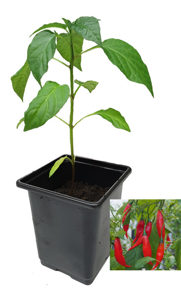 Aji Rojo 9cm Chilli Plant Image by CHILLIESontheWEB