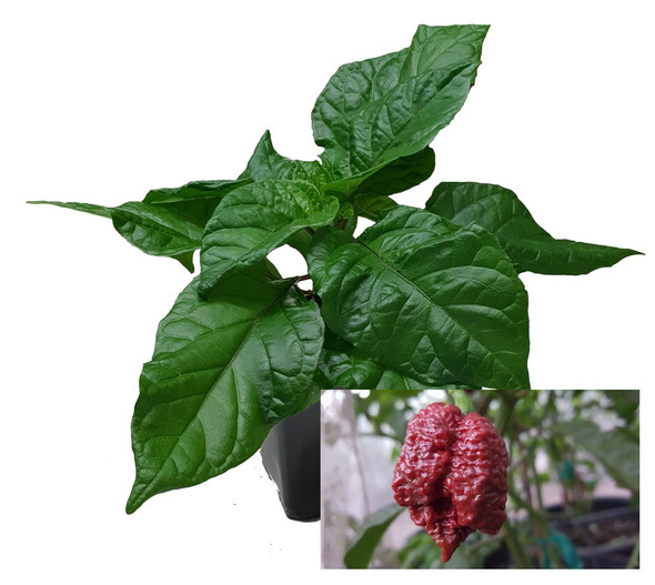 Borg 9 Chocolate 9cm Chilli Plant Image by CHILLIESontheWEB