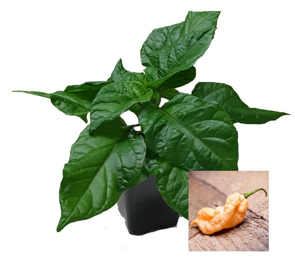 Jays Peach Ghost Scorpion 9cm Chilli Plant Image by CHILLIESontheWEB