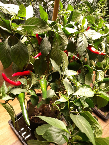 Alegria Riojana Chilli Plant Image by CHILLIESontheWEB