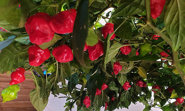 Scarlet Lantern Chilli Mature Plant Image by CHILLIESontheWEB