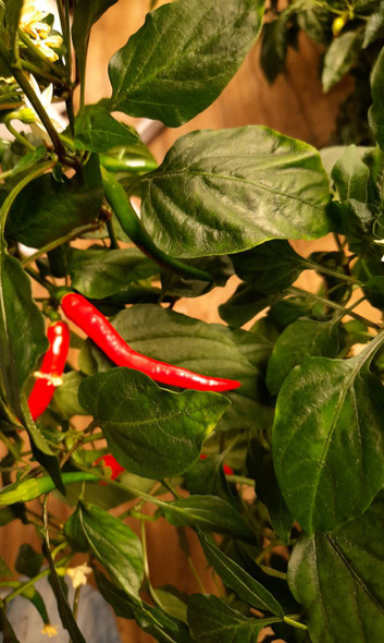 Turkish Pepper Chilli Plant Image by CHILLIESontheWEB