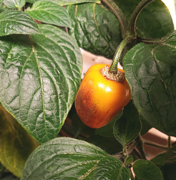 Rocoto Yellow Grande Chilli Plant Image by CHILLIESontheWEB