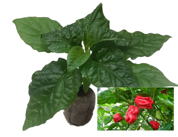 7 Pot Gigantic Congo Sr Seedling Image by CHILLIESontheWEB