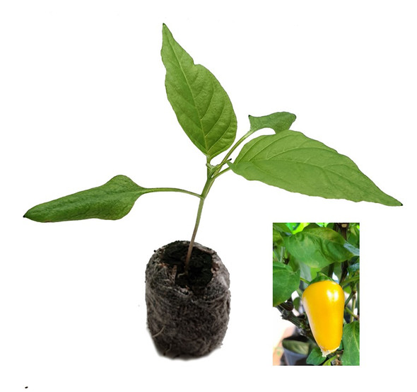 Jalapeno Pumpkin Spice Chilli Seedling Plant Image by CHILLIESontheWEB