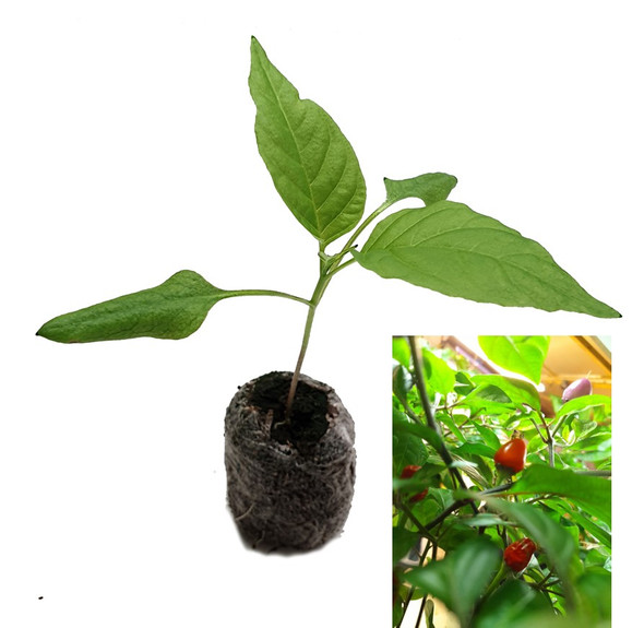 Burundi  Chilli Seedling Plant Image by CHILLIESontheWEB