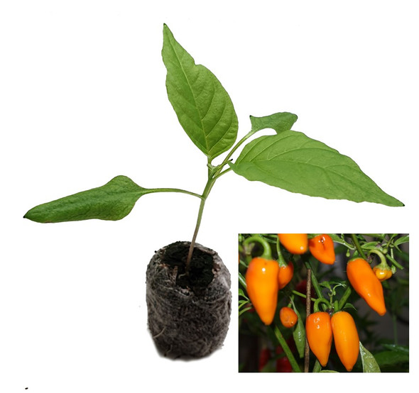 Jalapeno Orange Spice Chilli Seedling Plant Image by CHILLIESontheWEB