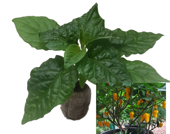 Fatalii Yellow Chilli Plant Image by CHILLIESontheWEB