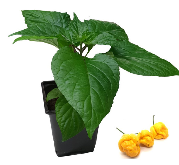 7 Pot Lava Yellow Chilli Plant Image by CHILLIESontheWEB