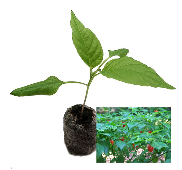 Aji Dulce Chilli Seedling Plant Image by CHILLIESontheWEB