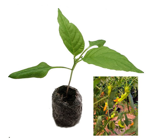 Aji Ahuachapan Chilli Seedling Plant Image by CHILLIESontheWEB