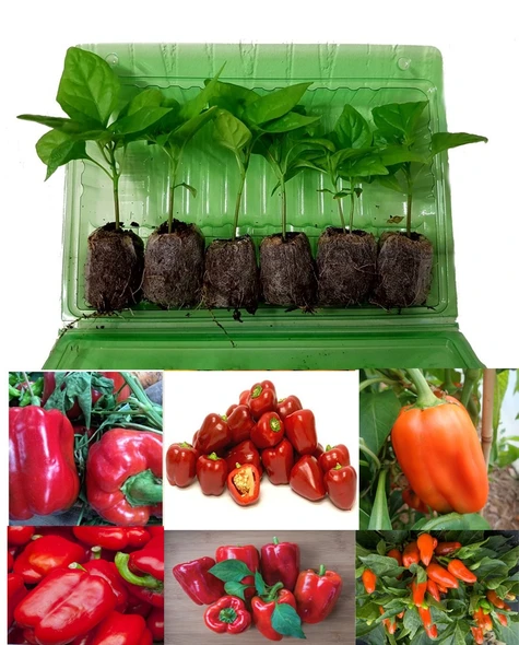 6 Pack of Sweet Peppers - Mixed 2 Seedlings Image by CHILLIESontheWEB