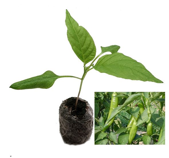 Anaheim Chilli Plant image by CHILLIESontheWEB