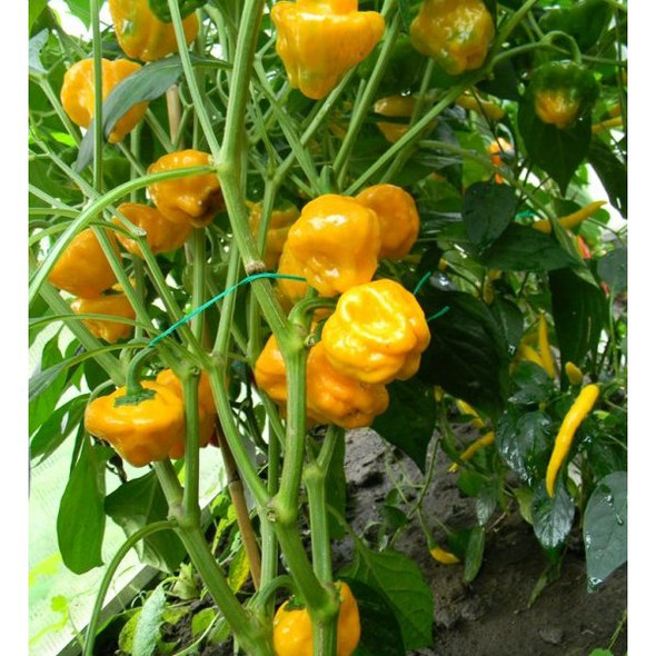 Jamaican Yellow Chilli Image, Chillies on the Web