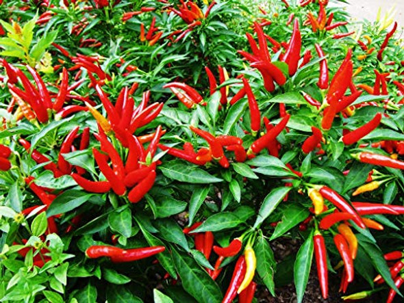 Piccante a Mazzetti Chilli Plant Image by Chillies on the Web