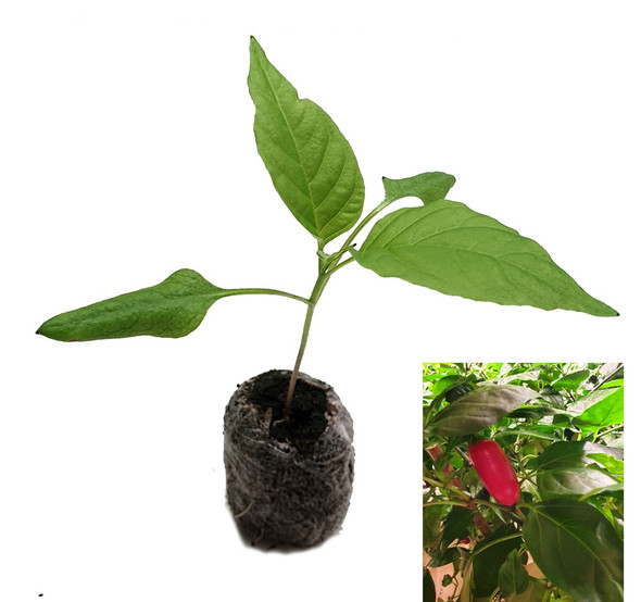 Jalapeno Zapotec Chilli Seedling Plant Image by CHILLIESontheWEB