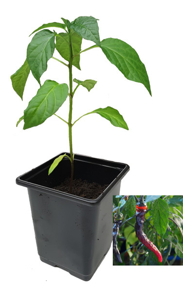 Thai TQ Chilli Plant Image by CHILLIESontheWEB