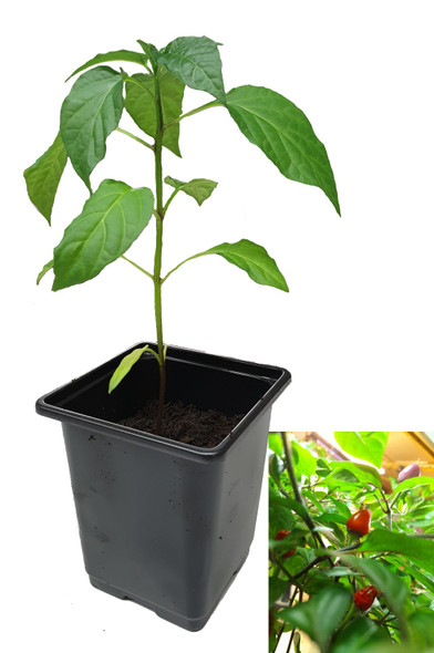 Burundi Chilli Plant Image by CHILLIESontheWEB