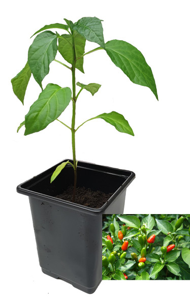 Pequin 9cm Chilli Plant Image by CHILLIESontheWEB