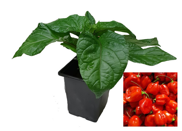 Habanero Red 9cm Chilli Plant Image by CHILLIESontheWEB
