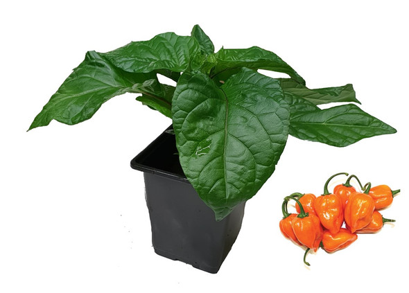 Habanero Yucatan 9cm Chilli Plant Image by CHILLIESontheWEB