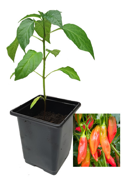 Aji Crujiente 9cm Chilli Plant Image by CHILLIESontheWEB