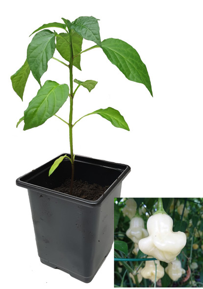 Aji Fantasy Sparkly White 9cm Chilli Plant Image by CHILLIESontheWEB