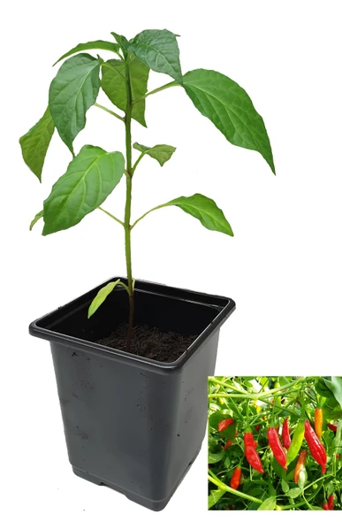 Aji Huanuco 9cm Chilli Plant Image by CHILLIESontheWEB