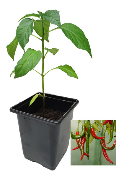 Aji Minas Gerais 9cm Chilli Plant Image by CHILLIESontheWEB