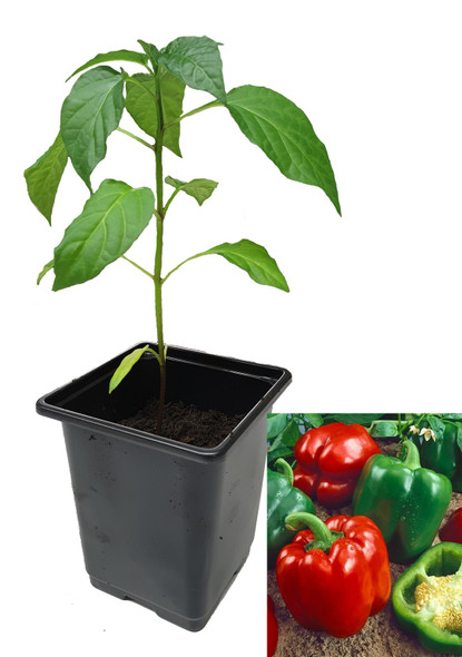Yolo Wonder Sweet Pepper 9cm Plant Image by CHILLIESontheWEB