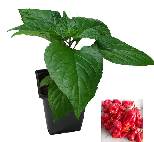 Carbourga Red Chilli Plant Image by CHILLIESontheWEB
