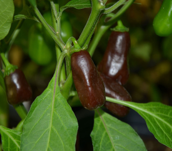 Brown Rocoto Chilli Image, Chillies on the Web