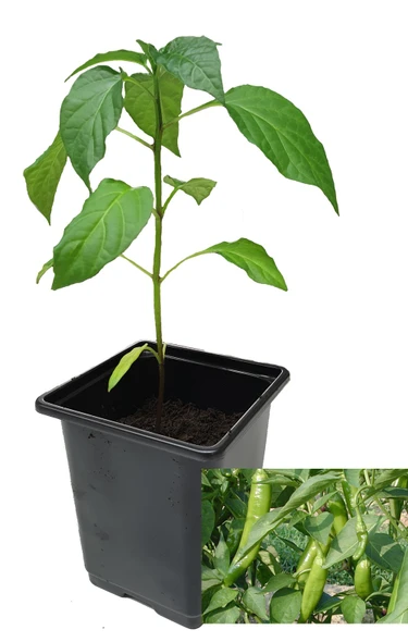 Anaheim Chilli Plant Image by CHILLIESontheWEB