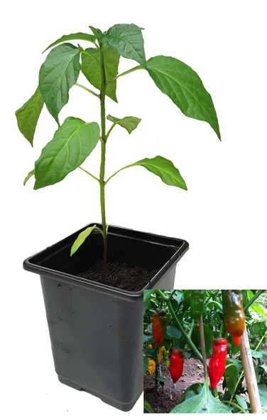Aji Verde 9cm Chilli Plant Image by CHILLIESontheWEB