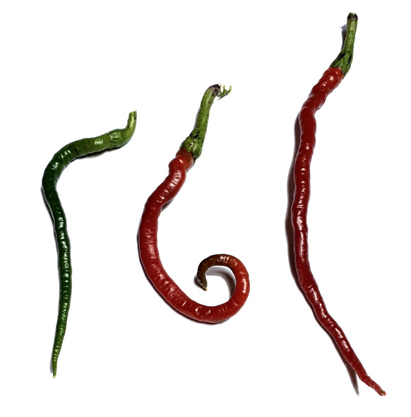 Bangalore Whippet’s Tail Chilli Image by Chillies on the Web