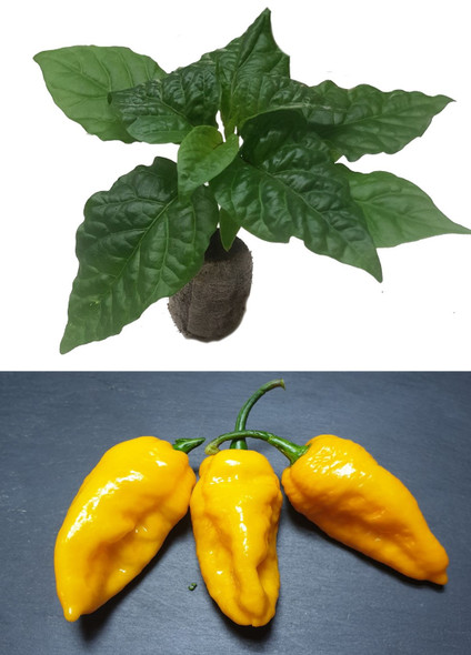 Bhutlah Yellow Seedling Plant Image by CHILLIESontheWEB